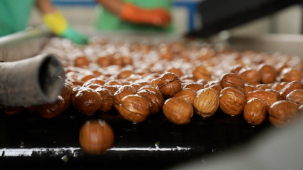 nueces en una planta de procesado