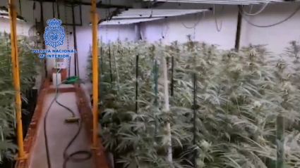 Marihuana en Plasencia