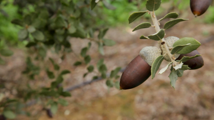 Bellotas en una encina