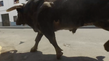 Festejos Populares Toros Tierra de Toros Canal Extremadura