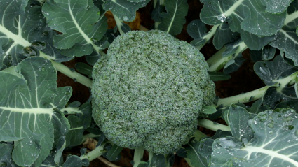 Planta de brócoli