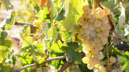 Racimo de uvas en un viñedo