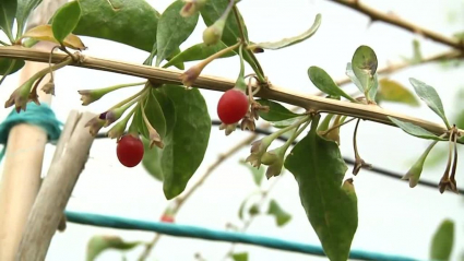bayas de goji