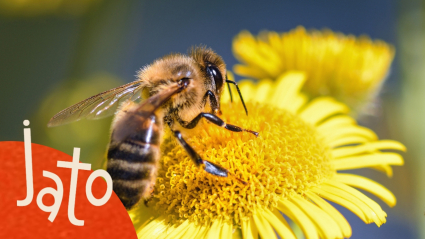 Abejas