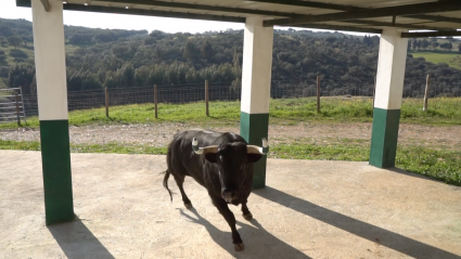 Toros Susto Enfundado Campo Bravo Veterinario Tierra de Toros Canal Extremadura