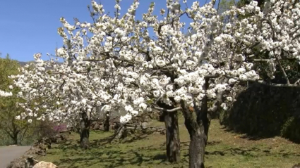 Cerezo en flor