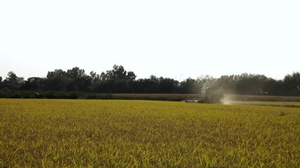 Campos con arroz