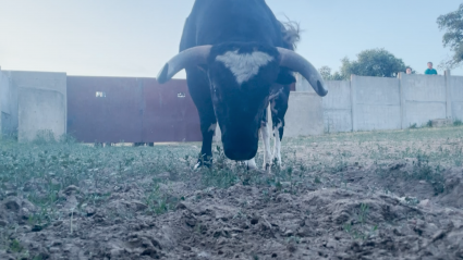 Cidron Rondo Barcial Novillos encierro Ganadería Tierra de Toros Canal Extremadura