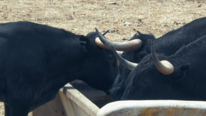 Utreros Victorino Martín Traslado Sequía Félix Mayoral Tierra de Toros CAnal Extremadura