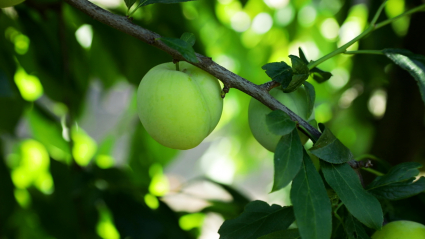 Frutales en Extremadura