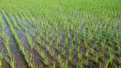 cultivo de arroz