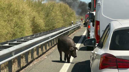 Cerdos por la carretera