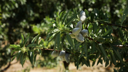 Árbol con almendras