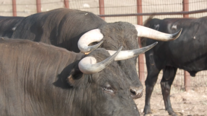 Novillos Ganadería Antonio Román Encierros Moraleja San Buenaventura Novillada Jose Rojo Mestaceño Tierra de Toros Canal Extremadura