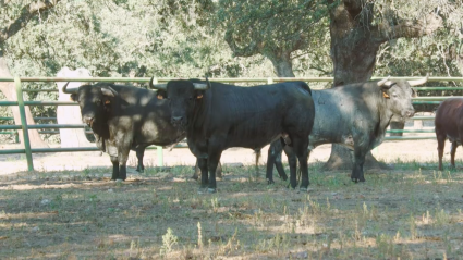 Toros Pablo Mayoral Mara Mayoral Ganaderia Monfragüe Parque Nacional Cárdenos Grises Tierra de Toros canal Extremadura