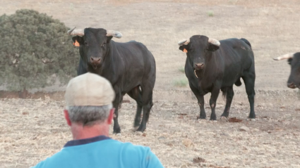 Toros Almendralejo La Brevera Ganadería Luis Albarrán Tierra de Toros Canal Extremadura