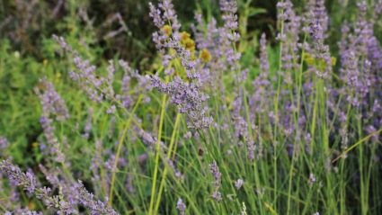 Campo con plantas aromáticas