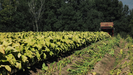 Plantación de tabaco 