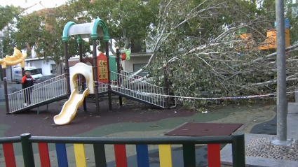 Árbol caído