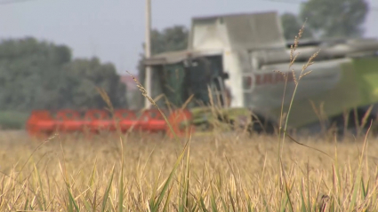 campaña del arroz