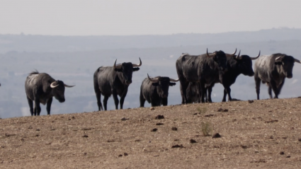 Victorino Martín, Las Tiesas, Pilar Martín, Camada de Toros, Novillos, Tierra de Toros, Canal Extremadura