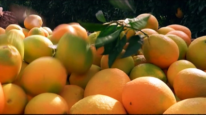 naranjas de montijo