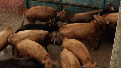 Ganadería Vistalegre, Becerros, Herradero, Carmelo Crespo, Mayoral, Ganadero Jesús Ballesteros, dehesa, Campo Bravo, Tierra de Toros, Canal Extremadura