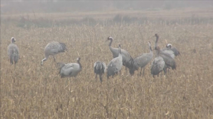 Grullas en Extremadura