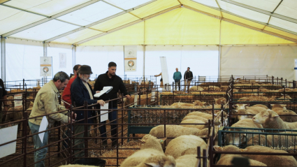 Ganado ovino en la Feria de Albalá