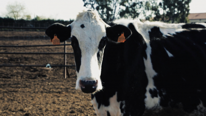 Vaca de leche en el campo
