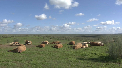 Vacas muertas en Brozas