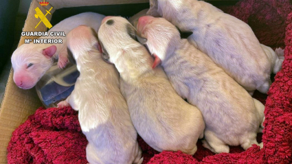 Cachorros abandonados en Zafra