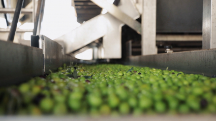 Aceitunas en una cooperativa