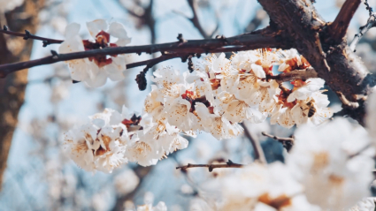 Almendros en flor