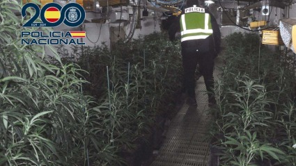 Plantación desmantelada