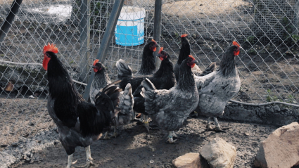 Gallinas extremeñas, cien por cien autóctonas
