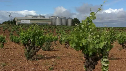 Futuro del cava extremeño