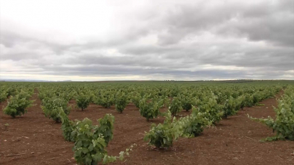 Viñedos de Extremadura
