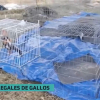 Imagen de algunas de las jaulas intervenidas por la Guardia Civil durante la operación