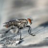 Mosca posada