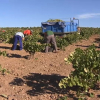 Temporeros trabajando en el campo