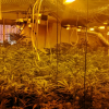Plantación de marihuana en Villanueva de la Serena