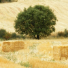 Encina en secano