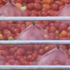 Tomates en las fábricas transformadoras
