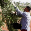 Trabajador en el campo recogiendo aceitunas