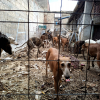 Perros rescatados en Mérida