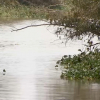 Tramo del río Guadiana con camalote, meses atrás
