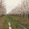 La primavera anticipada preocupa a los agricultores extremeños