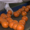 La naranja de Montijo, la estrella del invierno