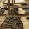 Imagen plantación marihuana en un desván